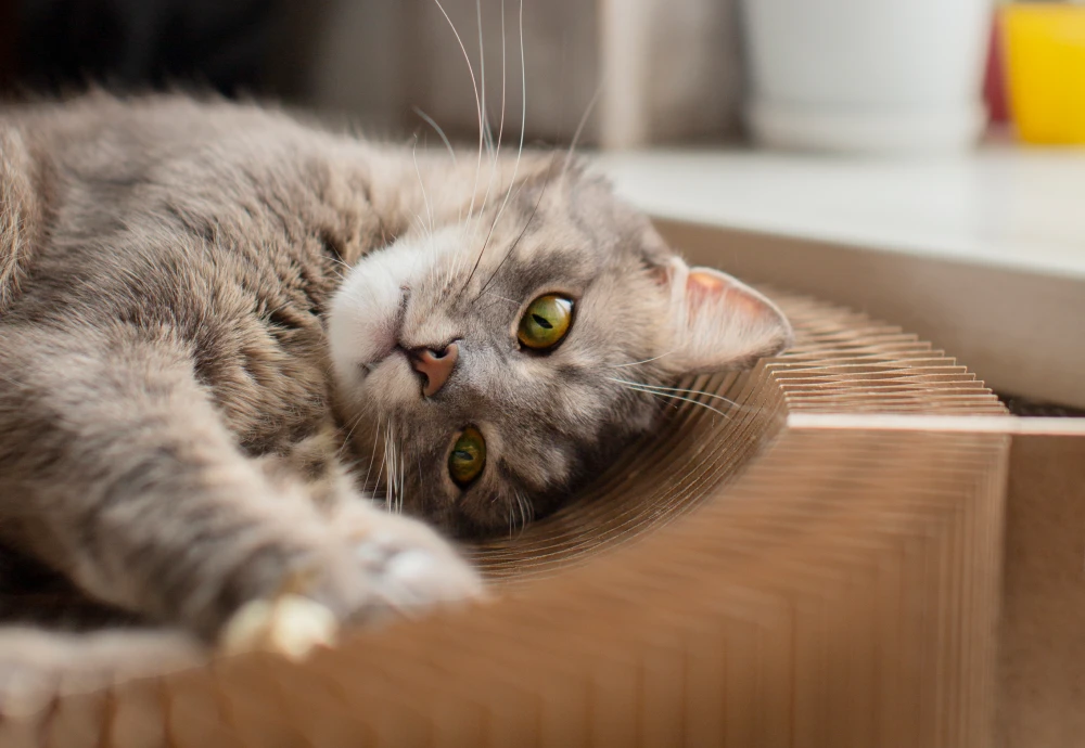 camera to watch pets at home